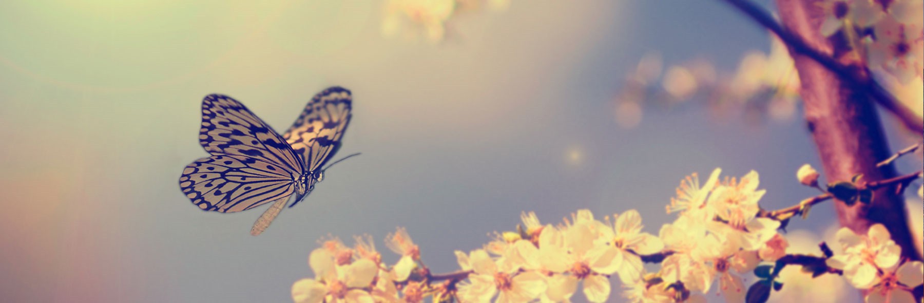 butterfly